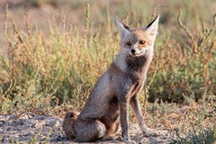Vulpes vulpes pusilla