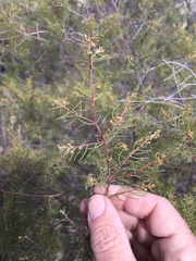 Acacia islana