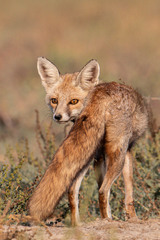 Vulpes vulpes pusilla