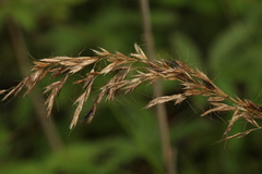 Trisetum sibiricum