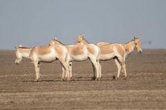 Equus hemionus khur