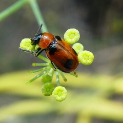 Coptocephala scopolina