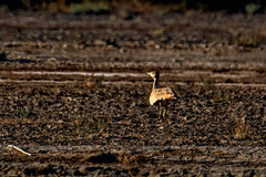 Chlamydotis macqueenii