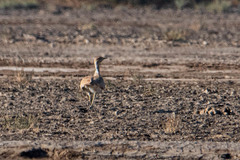 Chlamydotis macqueenii