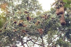 Psarocolius bifasciatus