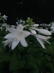 Hosta plantaginea
