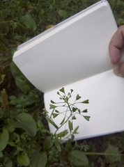 Capsella bursa-pastoris