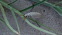 Epicauta albida