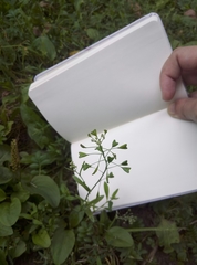 Capsella bursa-pastoris