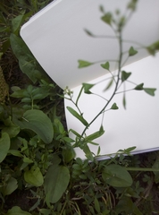 Capsella bursa-pastoris