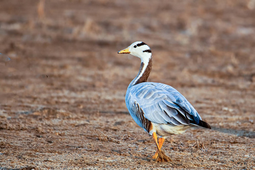 Bar-headed Goose