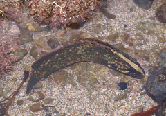 Acanthoclinus fuscus