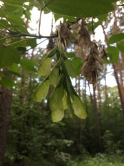 Acer negundo