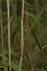 Calamagrostis stricta
