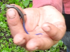 Plestiodon indubitus