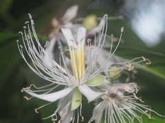 Capparis micracantha