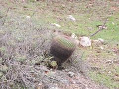 Mammillaria gigantea