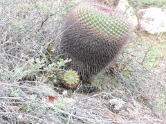 Mammillaria gigantea