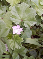Malva neglecta