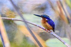 Corythornis vintsioides