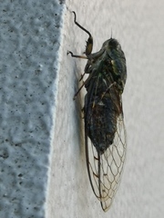 Meimuna opalifera