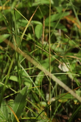Calamagrostis stricta