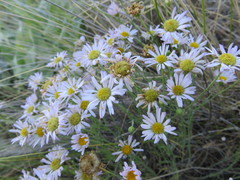 Erigeron filifolius