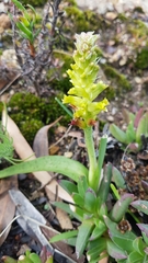 Lachenalia lutea