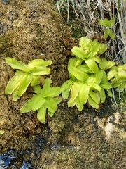 Pinguicula grandiflora