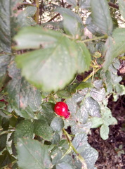 Rosa canina