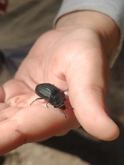 Silpha tristis