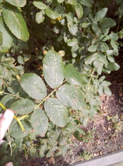 Rosa canina