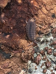 Koreoniscus racovitzai