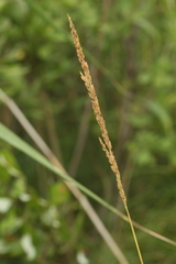 Calamagrostis stricta
