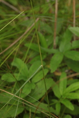 Calamagrostis stricta