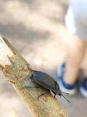 Silpha tristis