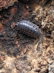 Koreoniscus racovitzai