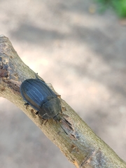 Silpha tristis