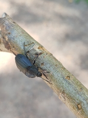 Silpha tristis
