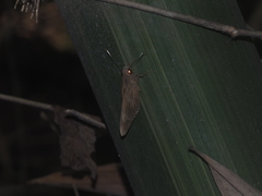 Erionota thrax