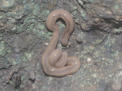Geonemertes pelaensis