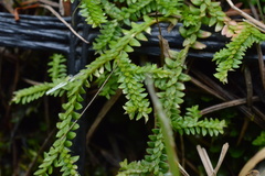 Selaginella helvetica