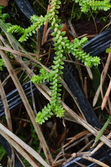 Selaginella helvetica