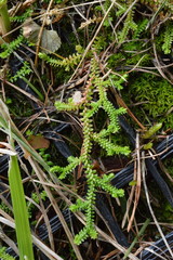 Selaginella helvetica