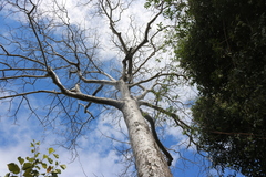 Adansonia perrieri