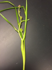 Sparganium emersum