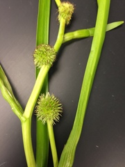 Sparganium emersum