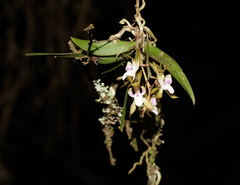 Sarcochilus australis