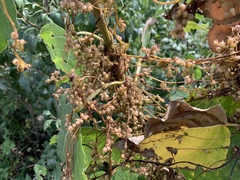 Cuscuta