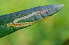 Phytomyza artemisivora